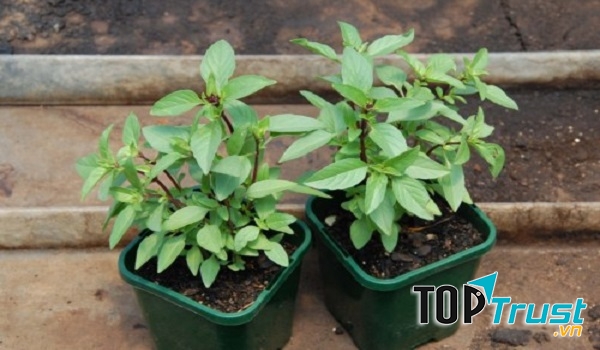 Húng quế không chỉ là một trong những cây gia vị mà còn trồng làm cảnh