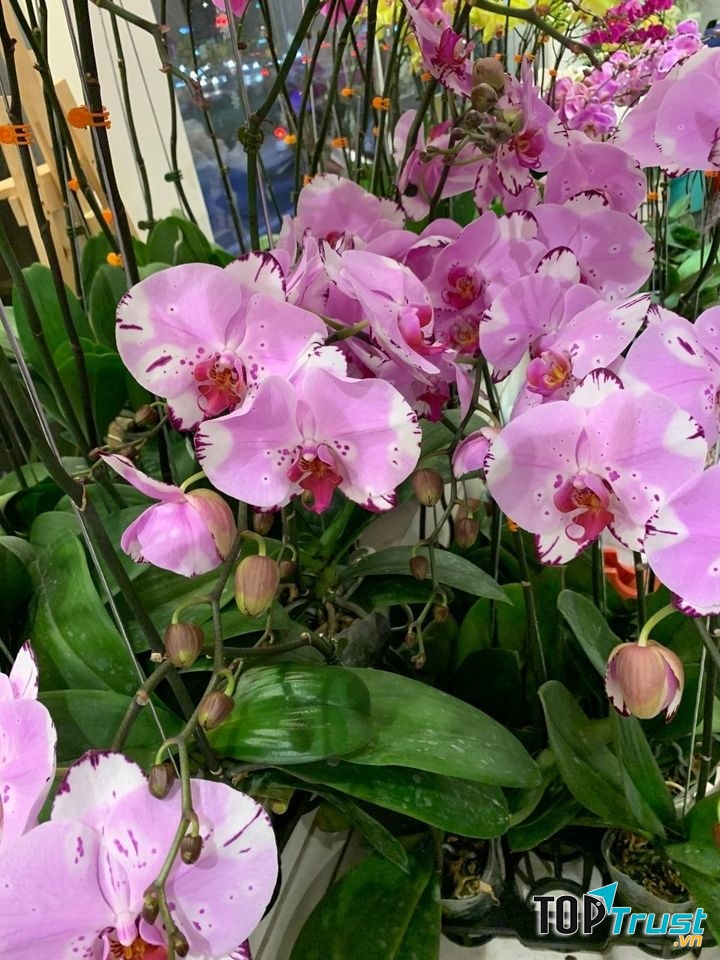 Hương Flower