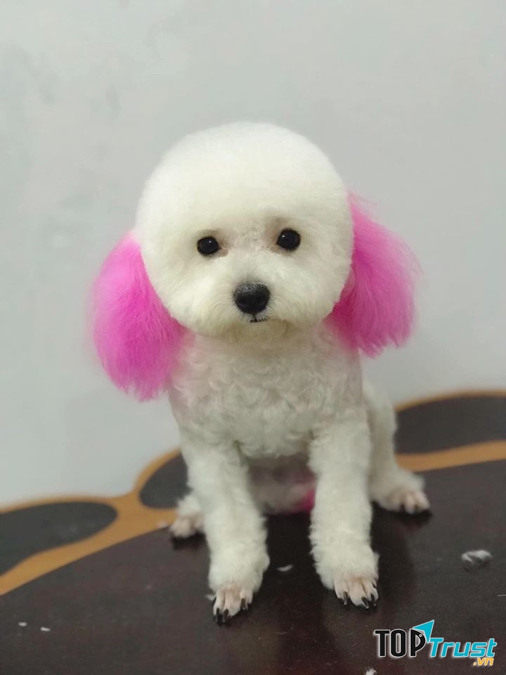 Huong Poodle Home