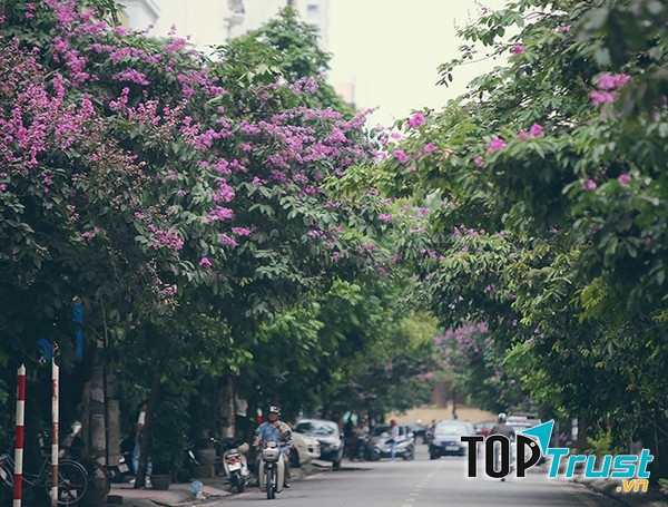 Hương tím bằng lăng