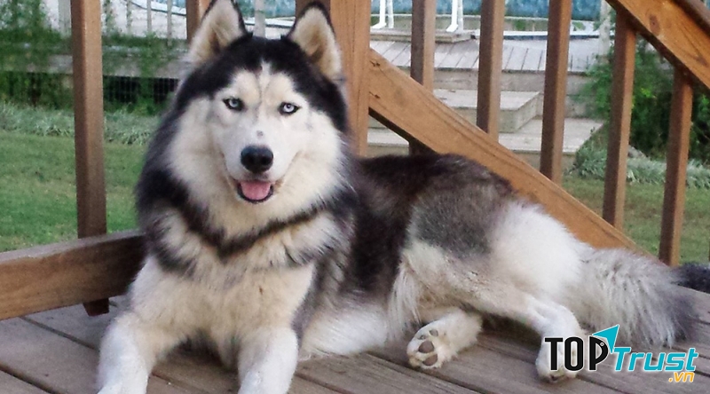 Lông dài, mắt có phần xếch lên