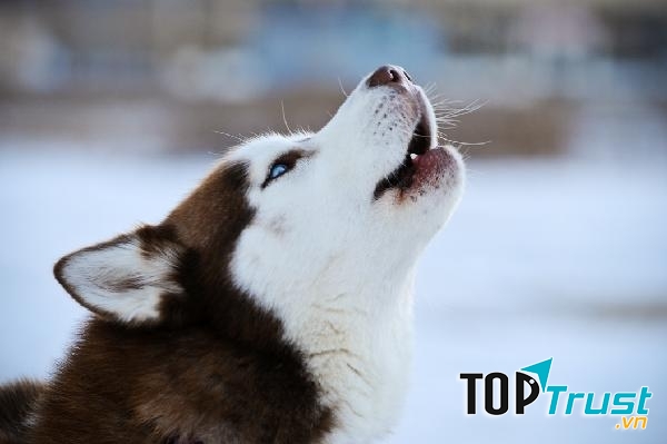 Chúng thích hú hơn là sủa