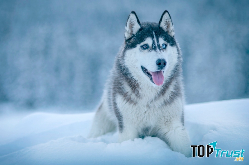 Chó ﻿Husky