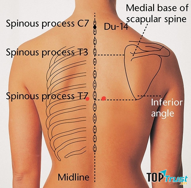 Huyệt Cách du được đánh dấu bằng chấm đỏ