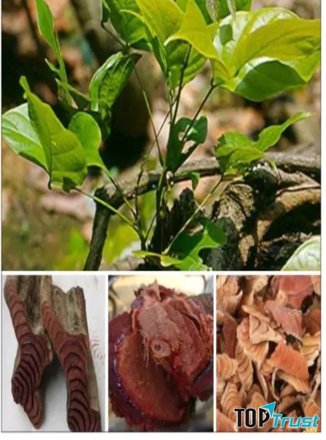 Cây huyết đằng chữa đau xương khớp