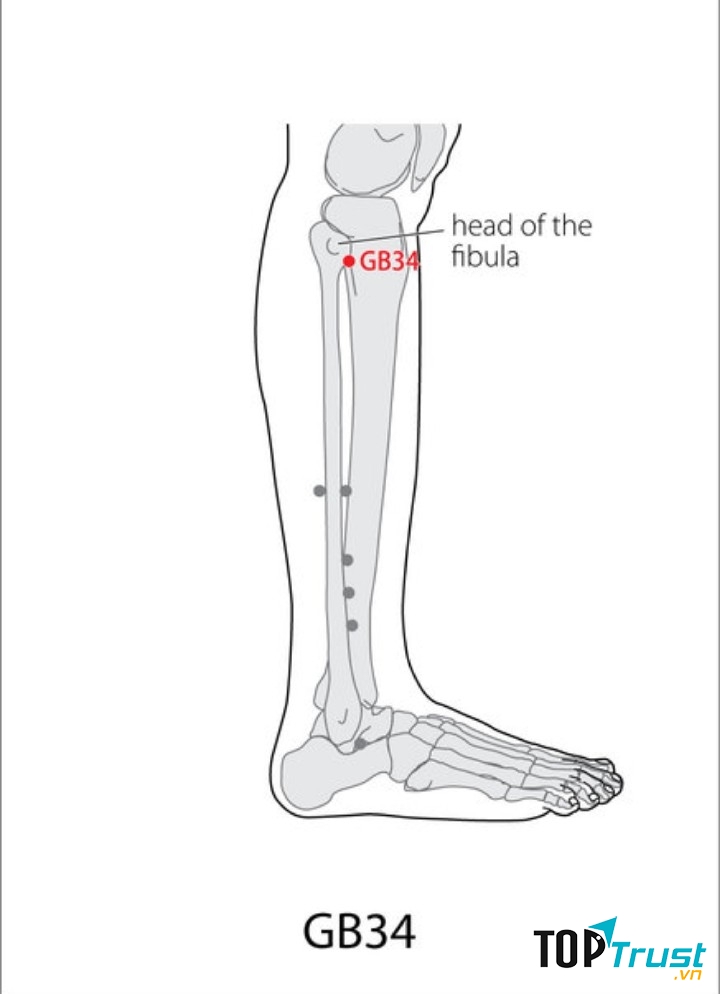 Huyệt Dương lăng tuyền là huyệt hội của cân.