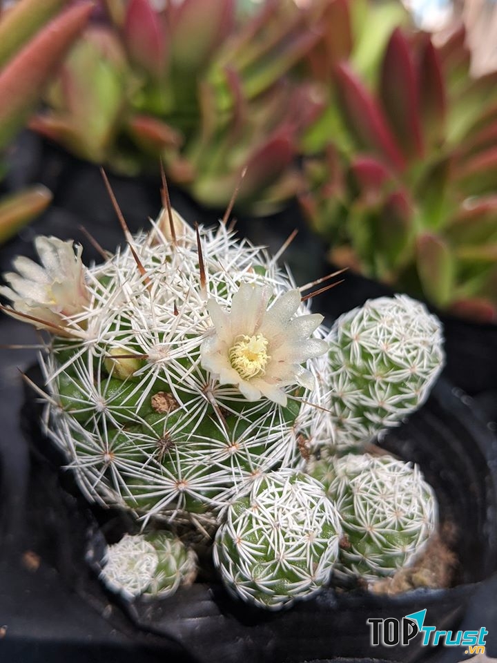 Huy's Garden - Vườn Sen Đá Nha Trang,Ninh Hòa