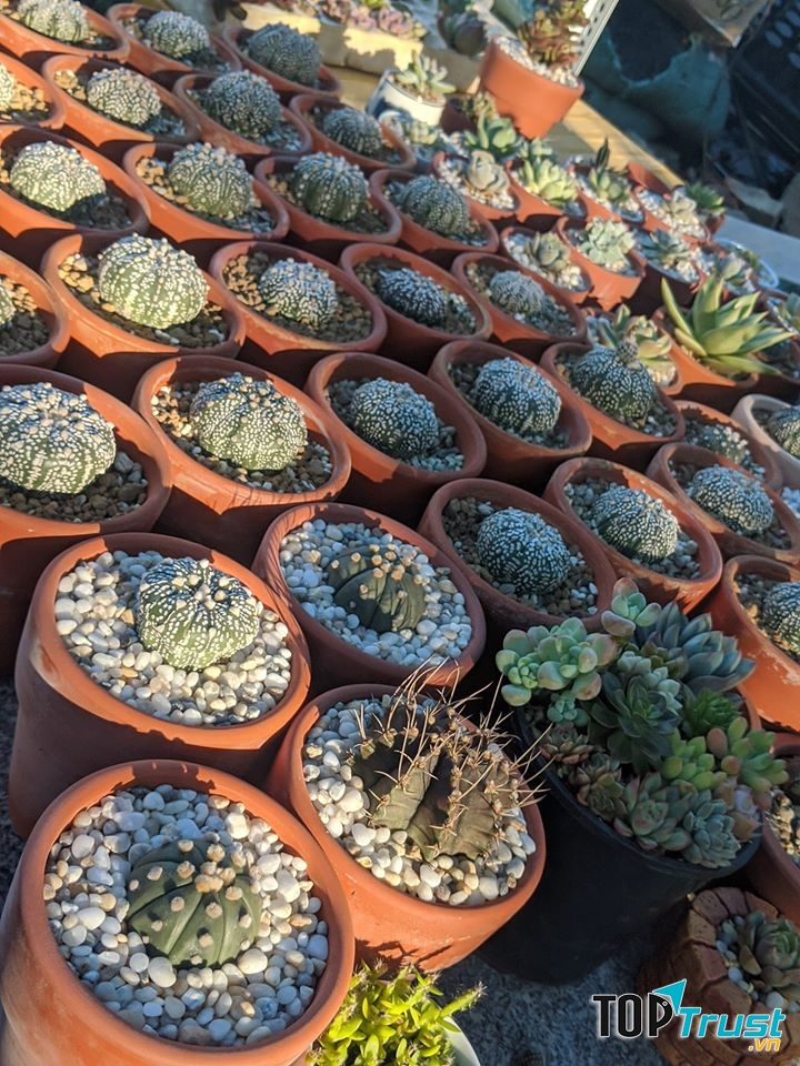 Huy's Garden - Vườn Sen Đá Nha Trang,Ninh Hòa