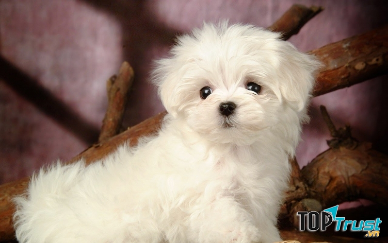 Chú chó đáng yêu tại I shop