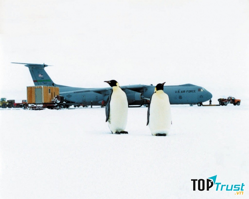 Cánh cụt tại sân bay, điều bình thường ở sân bây Ice Runway.