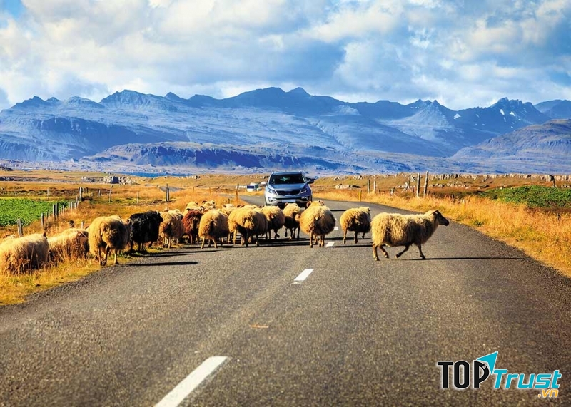 Tỉ lệ sở hữu xe hơi ở Iceland là 644 xe trên 1000 người