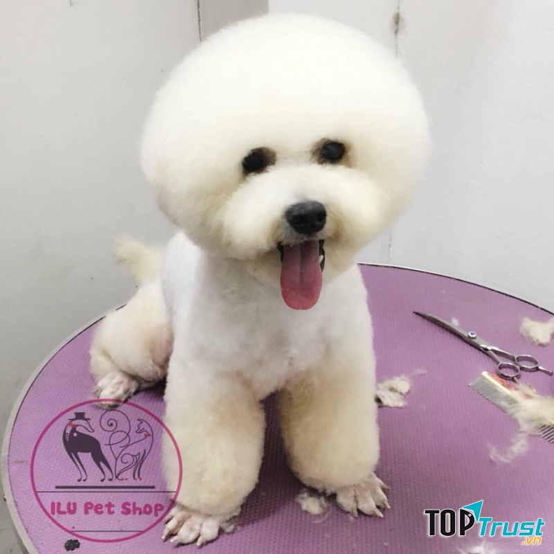 ILU Pet Shop