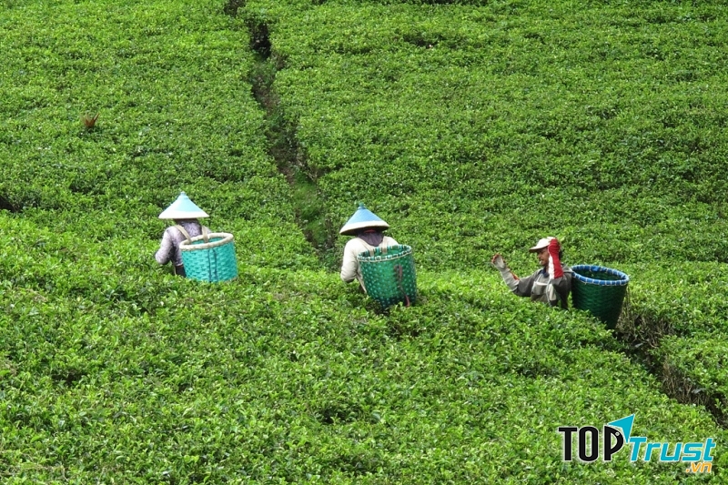 Sản lượng chè của Indonesia chủ yếu phục vụ xuất khẩu