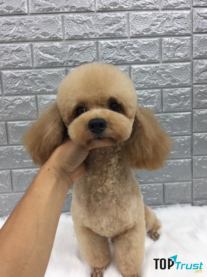 IO PET