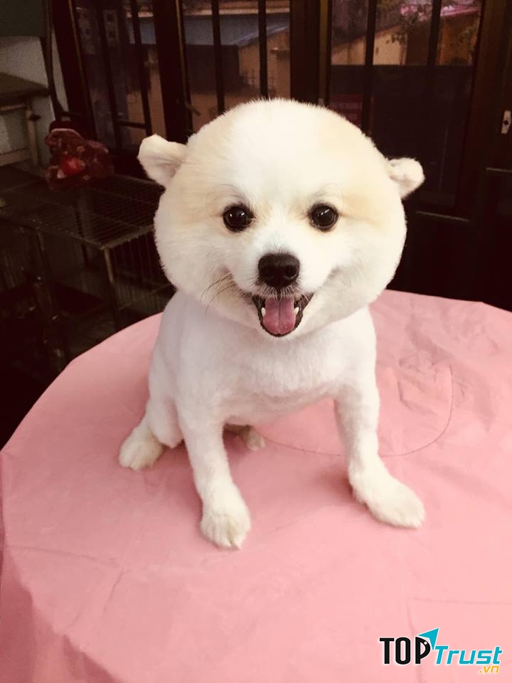 IO PET