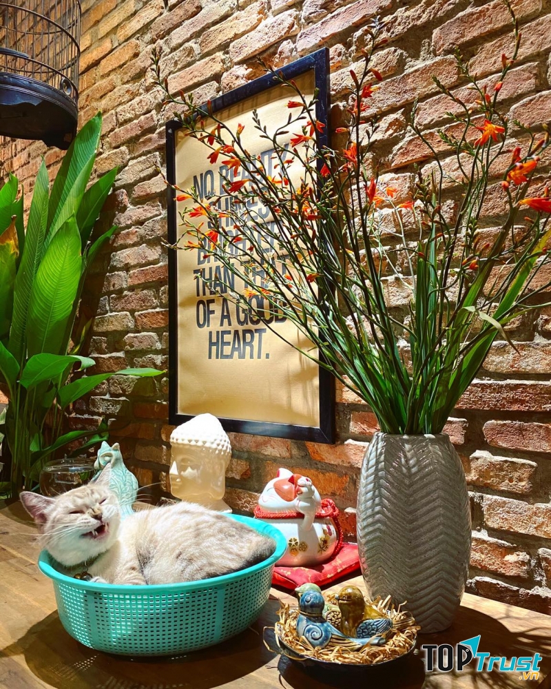 Chú mèo dễ thương của ITune