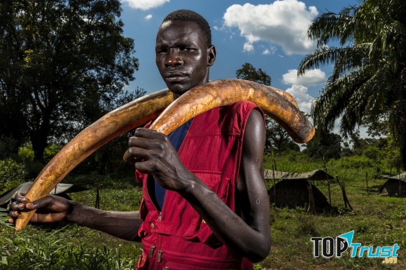 Ivory Wars - Brent