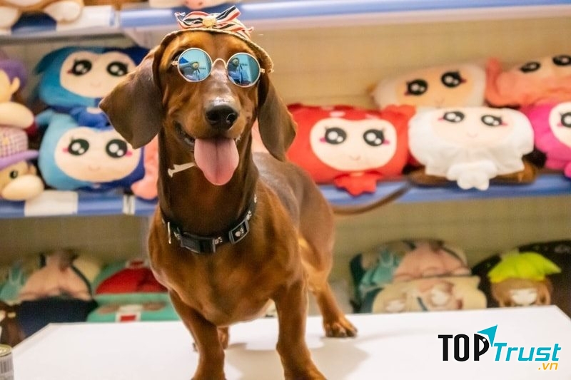J & Pet Shop
