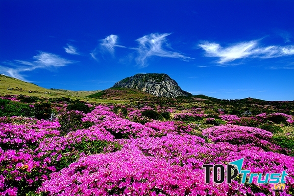 Jeju – thiên đường tình yêu của xứ Kim chi