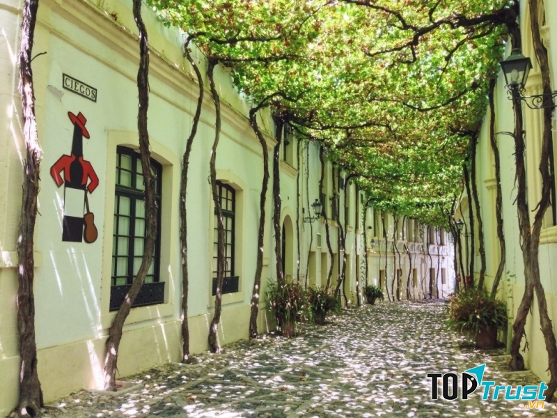 Hai bên đường được trồng toàn những cây nho xanh lá che phủ tạo nên một cảm giác mát mẻ và thanh bình