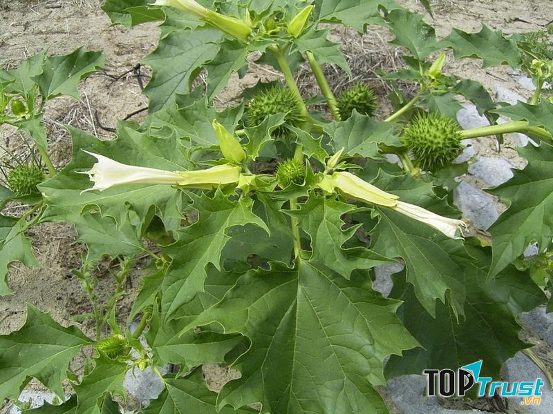 Jimsonweed còn gọi là cà độc dược