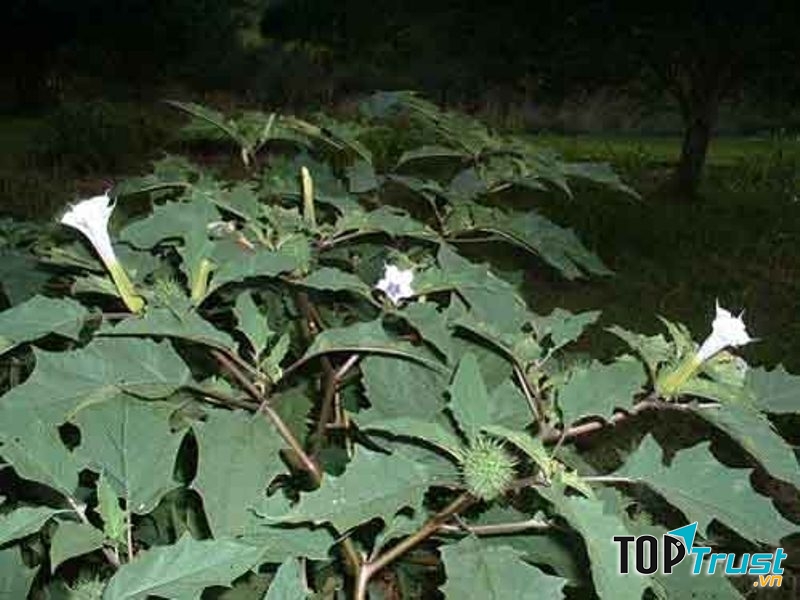 Cây Jimsonweed