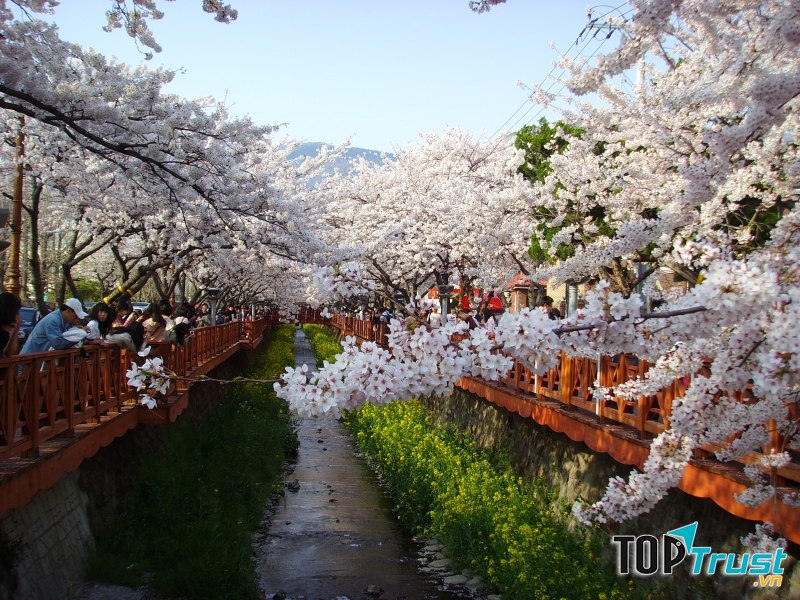 Jinhae là quê hương của hội hoa anh đào lớn nhất Hàn Quốc