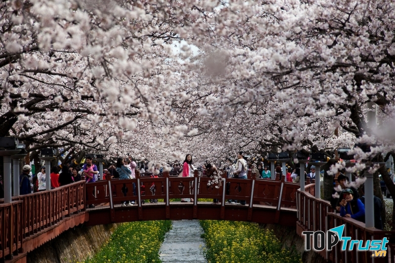 Trong suốt những ngày diễn ra hội hoa anh đào Jinhae sáng bừng sức sống mãnh liệt