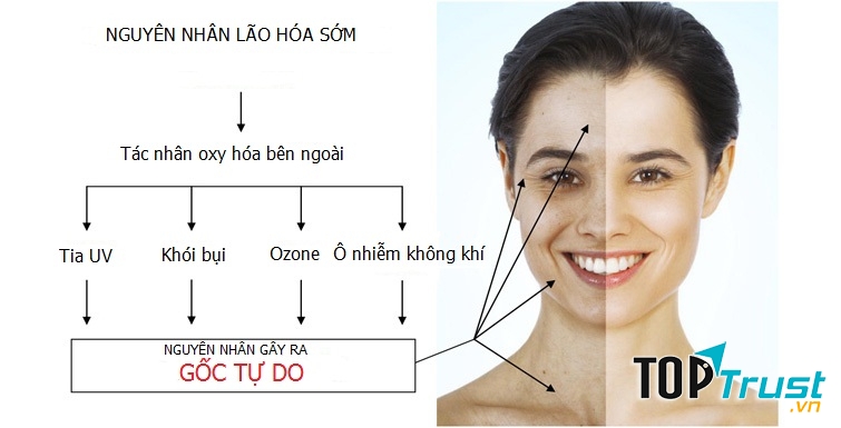 Kem chống lão hóa Sakura Anti – Aging Whitening Cream chống lại lão hóa.