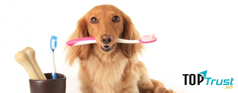 Kem Đánh Răng PPP Dental Gel có thể dùng để đánh răng hoặc cho thú cưng trực tiếp liếm để tự làm sạch khoang miệng mà lại cực kì an toàn, không gây độc hại cũng như không cần súc miệng sau khi sử dụng.