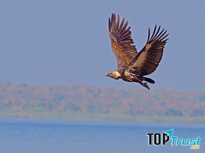 Kền kền Bengal là một trong những loài chim bay nhanh nhất thế giới