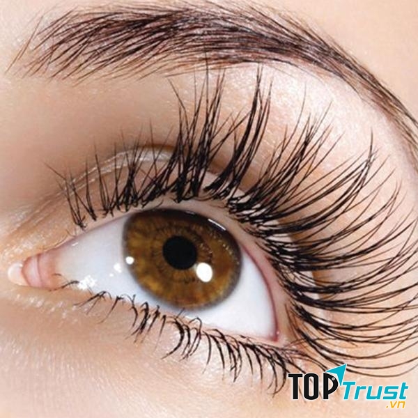 Kẹp Mi Lò Xo Vacosi