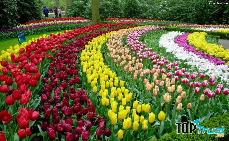 Những bạt hoa Tuylip trải khắp Keukenhof