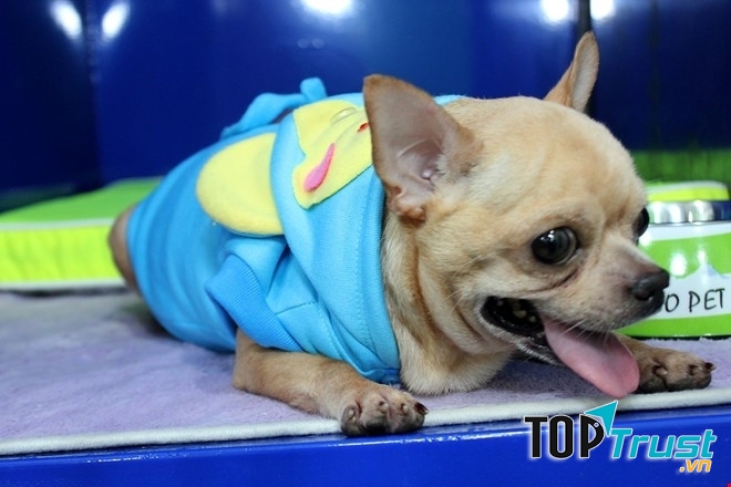 Khách sạn chó mèo Phương Nam