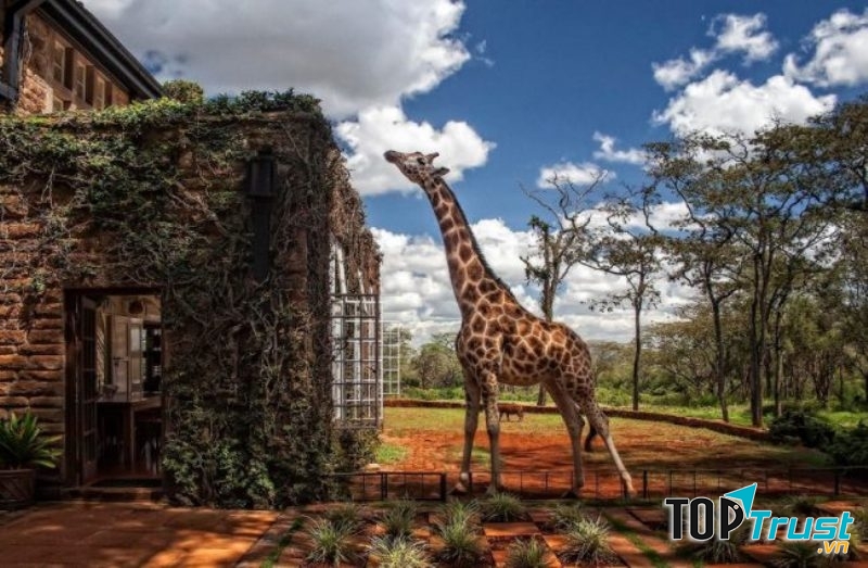 Khách sạn Giraffe Manor - Kenya