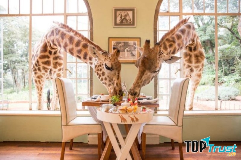 Khách sạn Giraffe Manor - Kenya