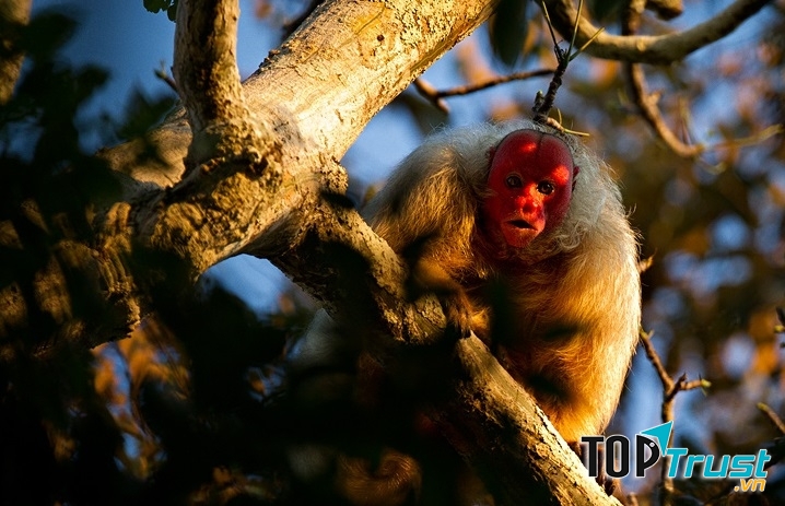 Khỉ Bald Uakari với khuôn mặt đỏ bừng bừng sát khí