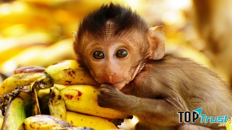 Chú với bộ lông màu nâu vàng. Lông của chú không mượt, trái lại nó hơi xù lên, trông ngộ ghê!