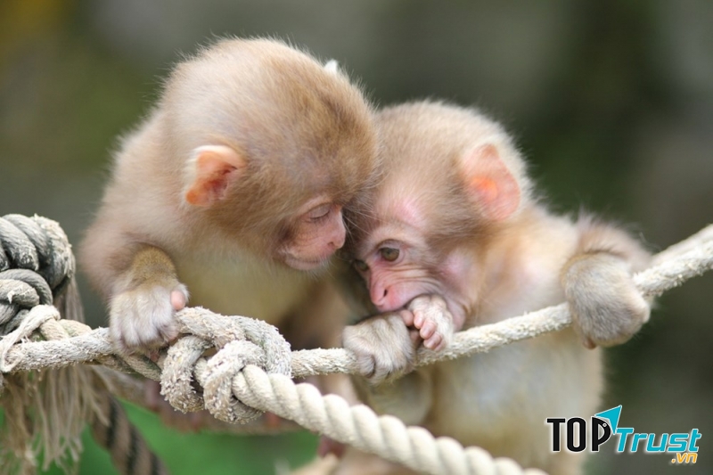 Khuôn mặt chú gần giống hình tam giác, má hóp lại, gò má nhô cao như người già. Đôi mắt chú tròn xoe, liến láu nhìn quanh, trông thật tinh ranh