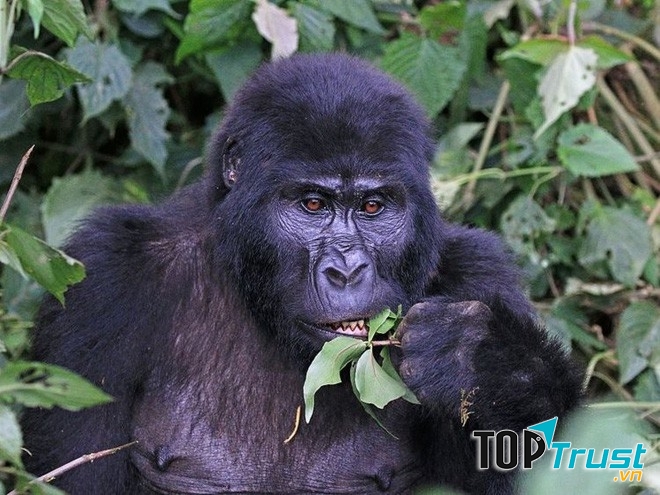 Khỉ đột núi có tên khoa học là mountain gorillas