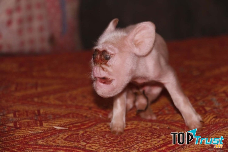 Khỉ một mắt ở Trung Quốc