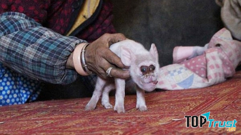 Khỉ một mắt trên trán