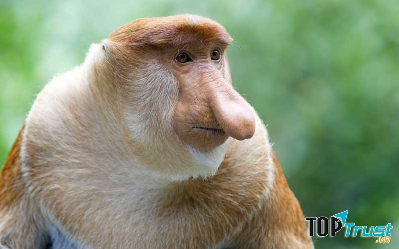 Khỉ Proboscis