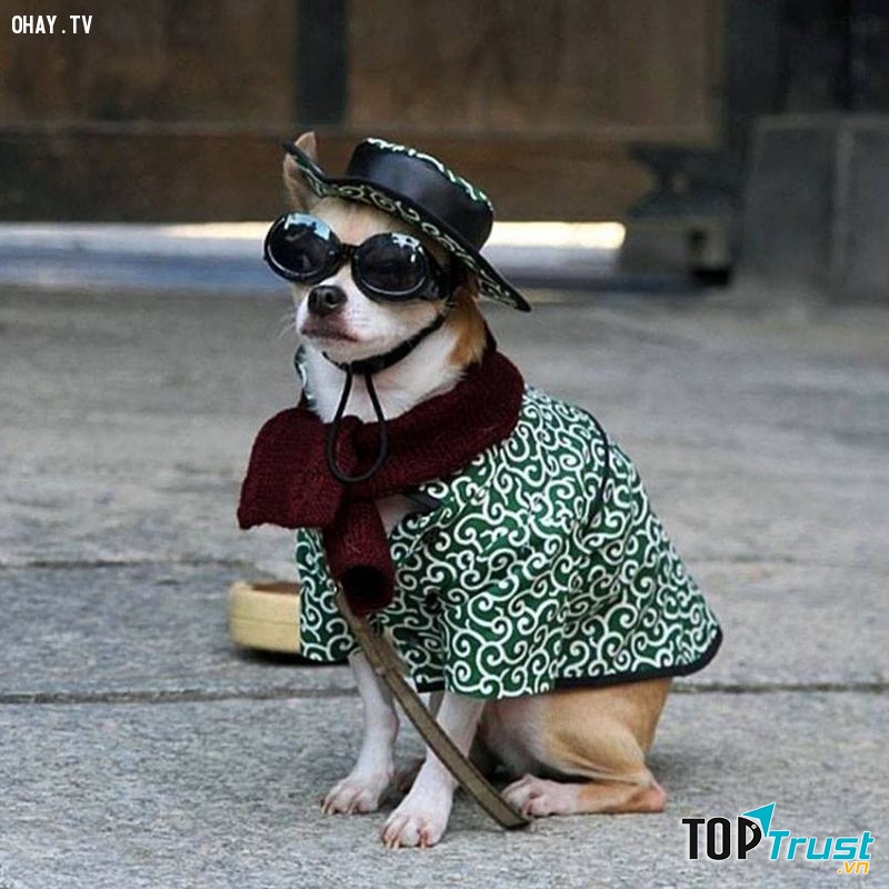 Khi thú cưng cực cool ngầu