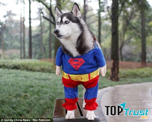 Khi thú cưng làm siêu anh hùng