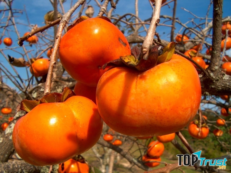 Khoai lang ăn với quả hồng