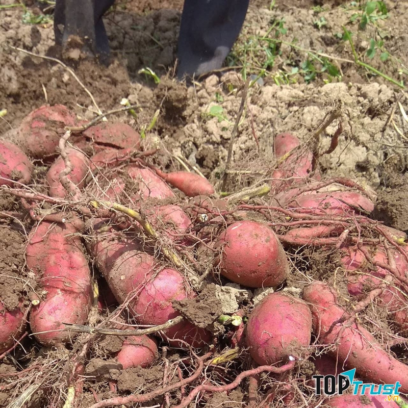 Khoai lang Bình Tân