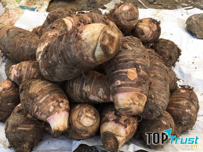 Khoai sọ mán khi thưởng thức sẽ cảm nhận được độ dẻo, vị ngọt và hương thơm rất nịnh mũi