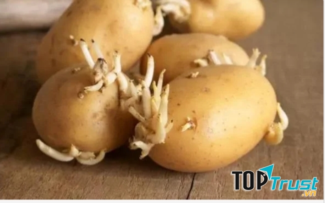 Không được ăn khoai tây mọc mầm