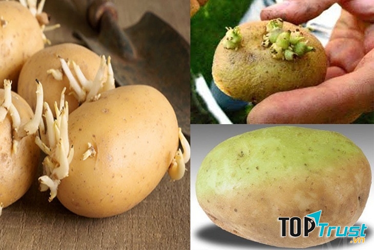 Khoai tây mọc mầm